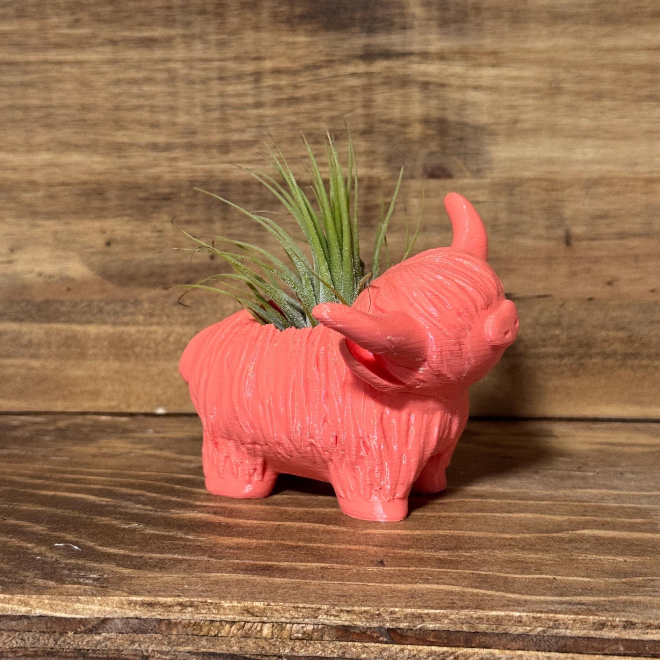 Highland Cow Air Plant Holder