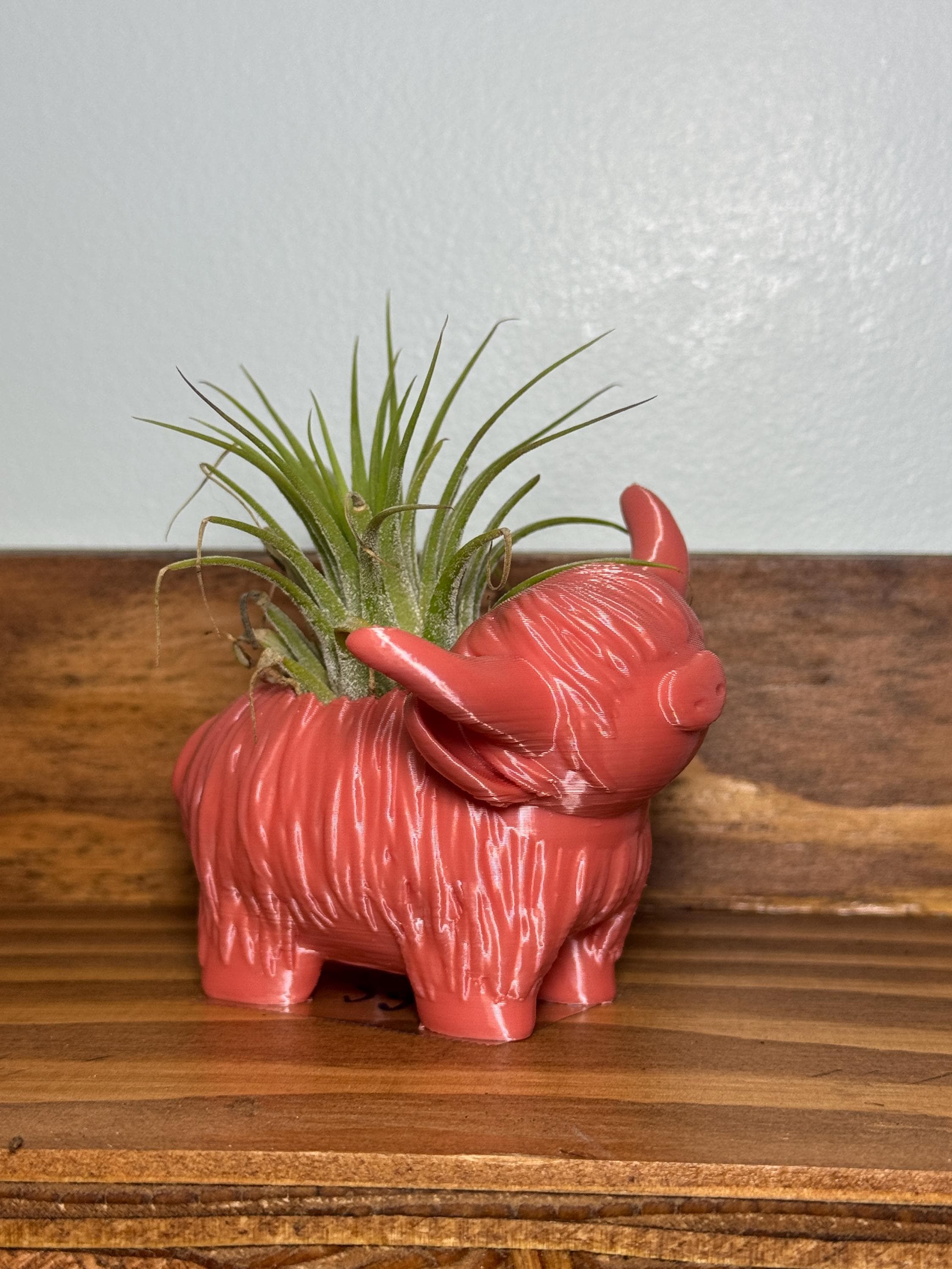 Highland Cow Air Plant Holder
