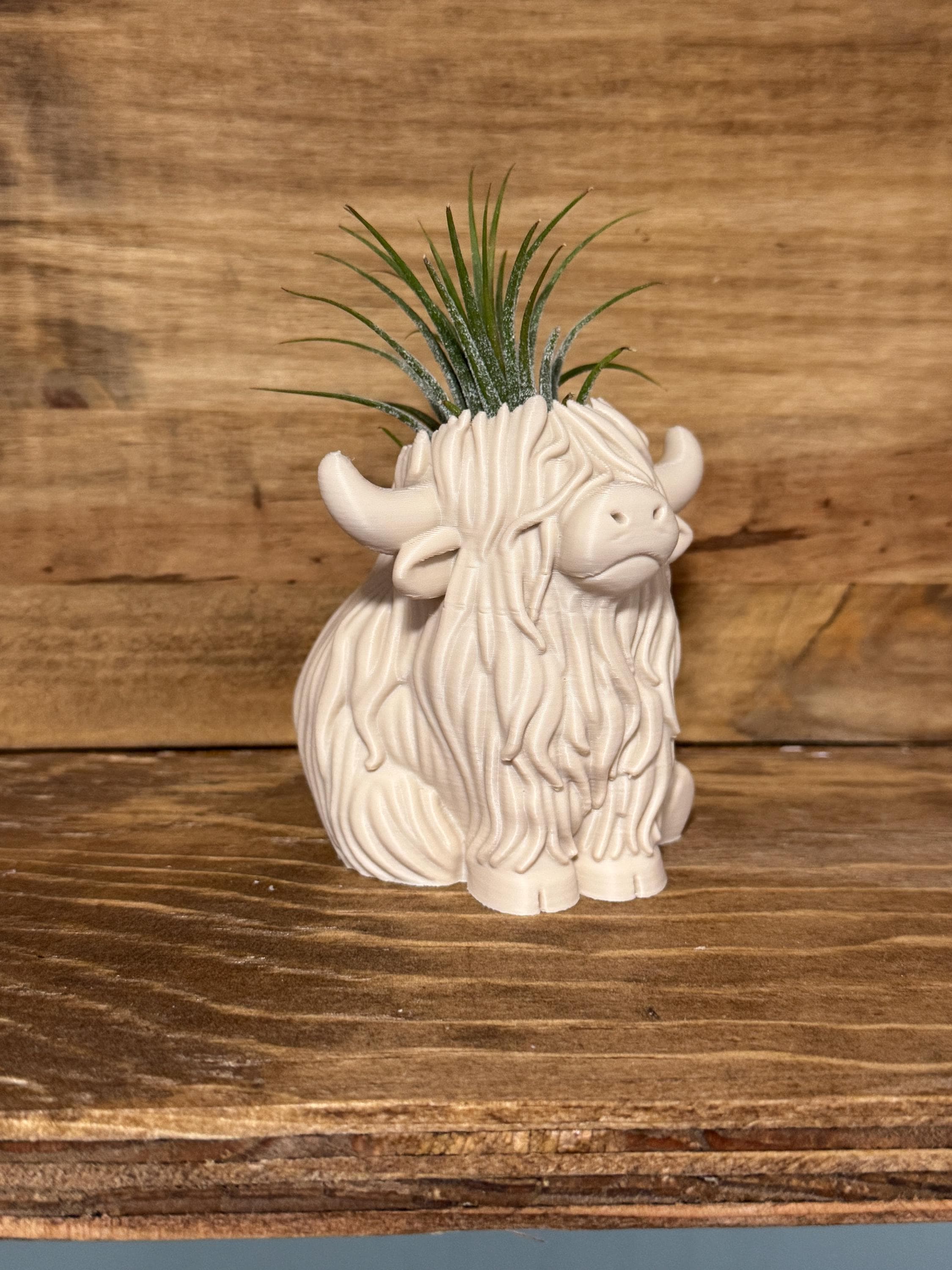 Highland Cow Air Plant Holder | Home Decor | Cute Plant | Cute Desk Decor | Work Decor | Christmas Gift | Air Plant | Co Worker Holiday Gift